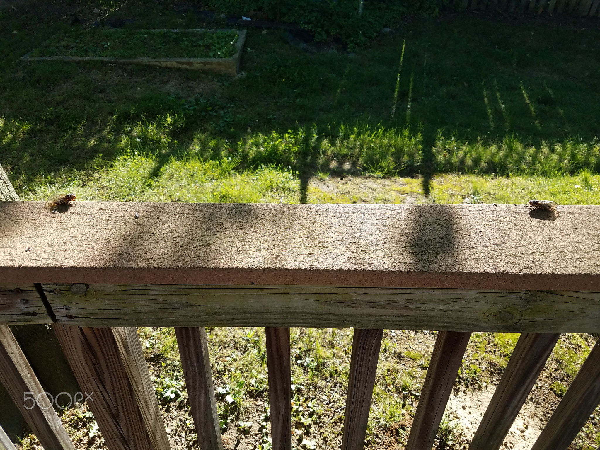 two cicadas facing each other on deck railing