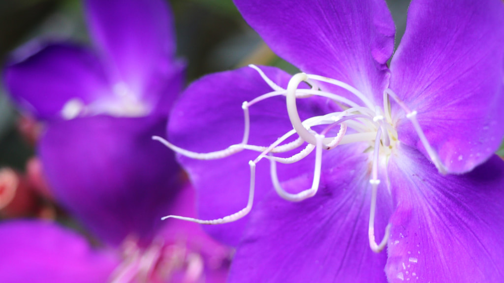 Purple flower in macro by Eng Hin Ong / 500px