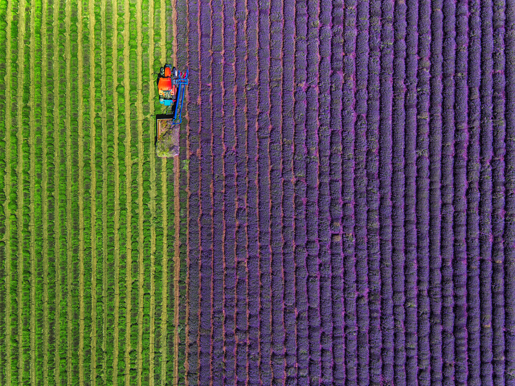 Aerial view of Tractor harvesting field of lavender by Valentin Valkov on 500px.com