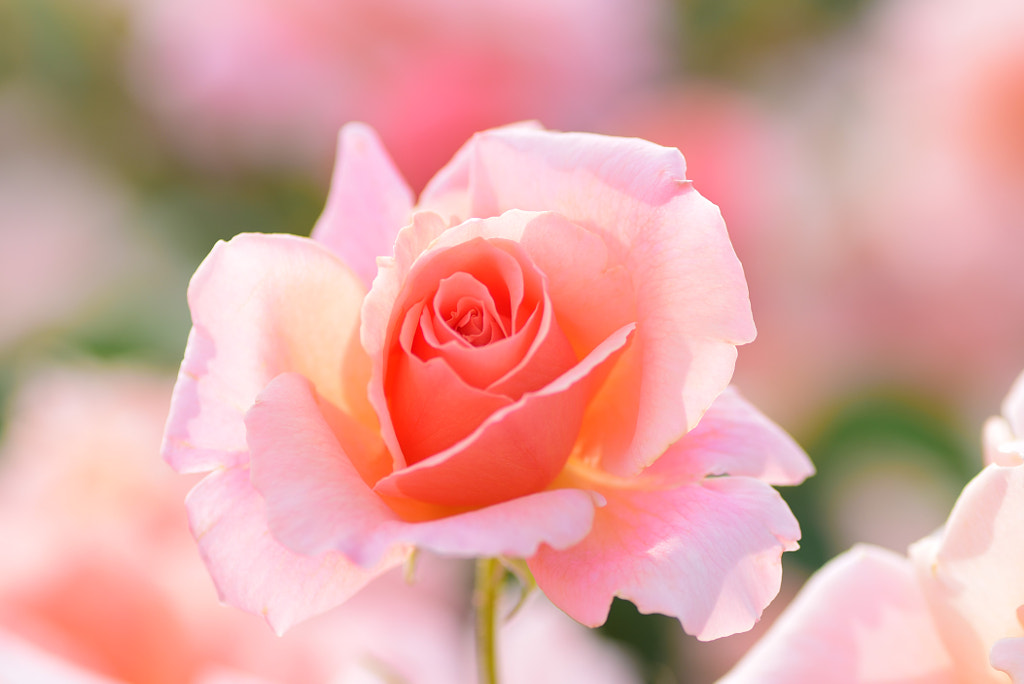 Beautiful sunday by chu san 11 on 500px.com