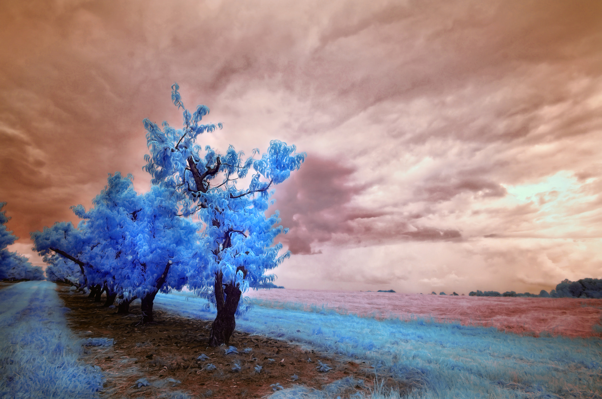 Old Trees