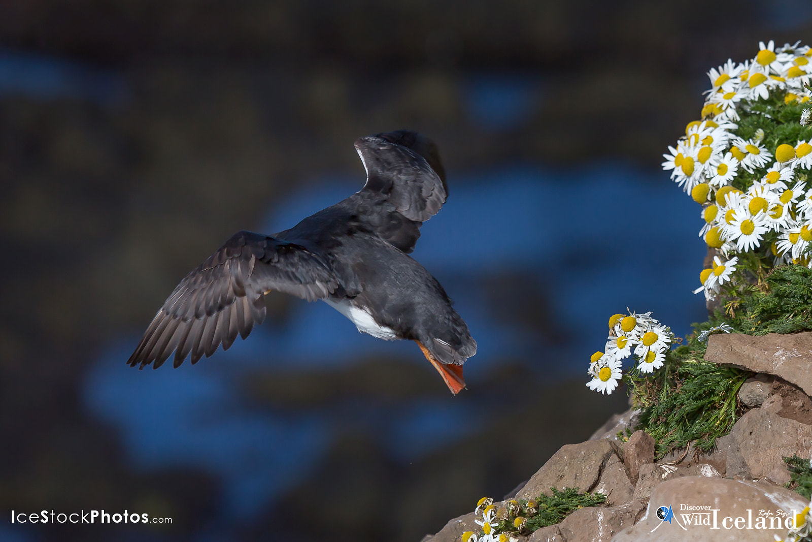 Discover Wild Iceland - Puffin (Lundi) taking off at Látrabjarg