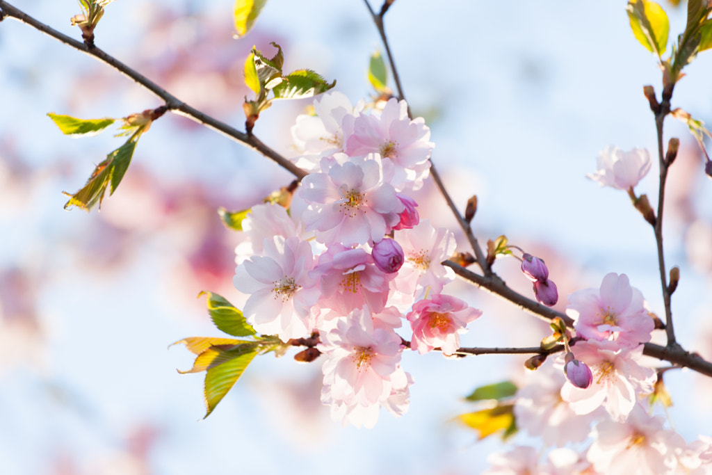 Pink Cherry Blossoms Sakura against Clear Blue Sky by Raimond Klavins Artmif.lv on 500px.com