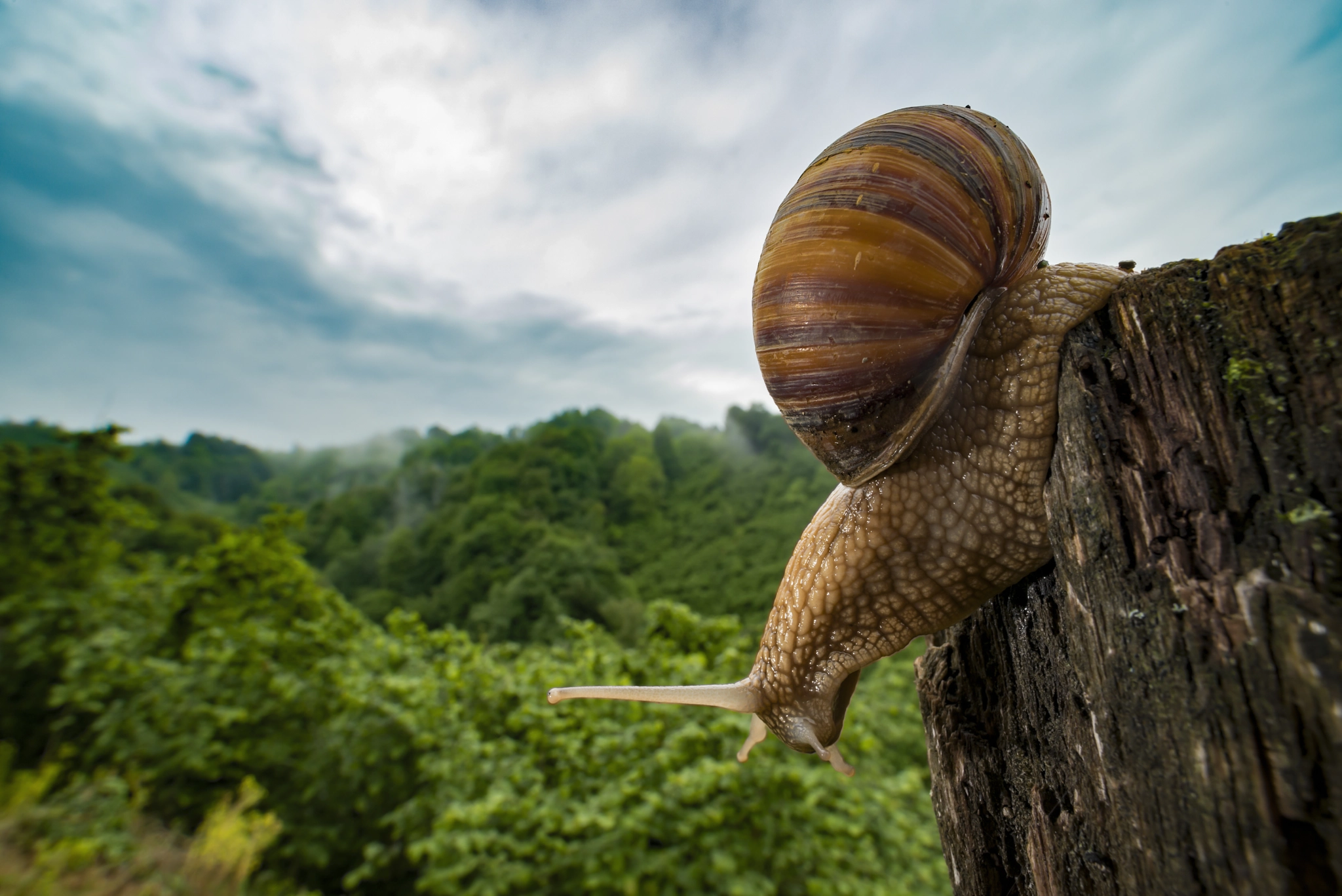 Snail in the forest