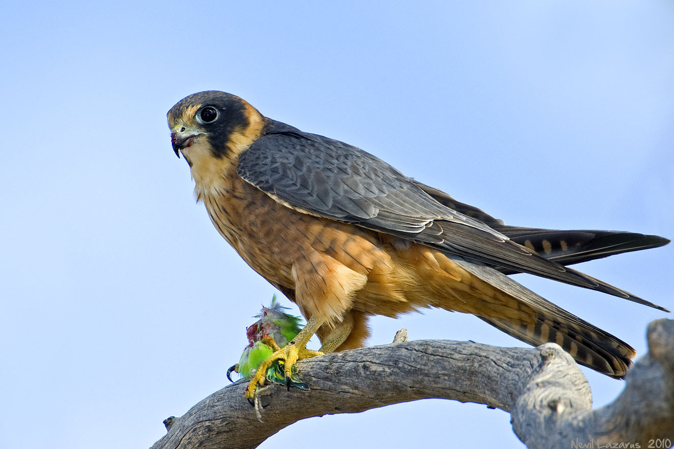 Australian Hobby Falcon with Budgerigar by Nevil Lazarus - Photo ...