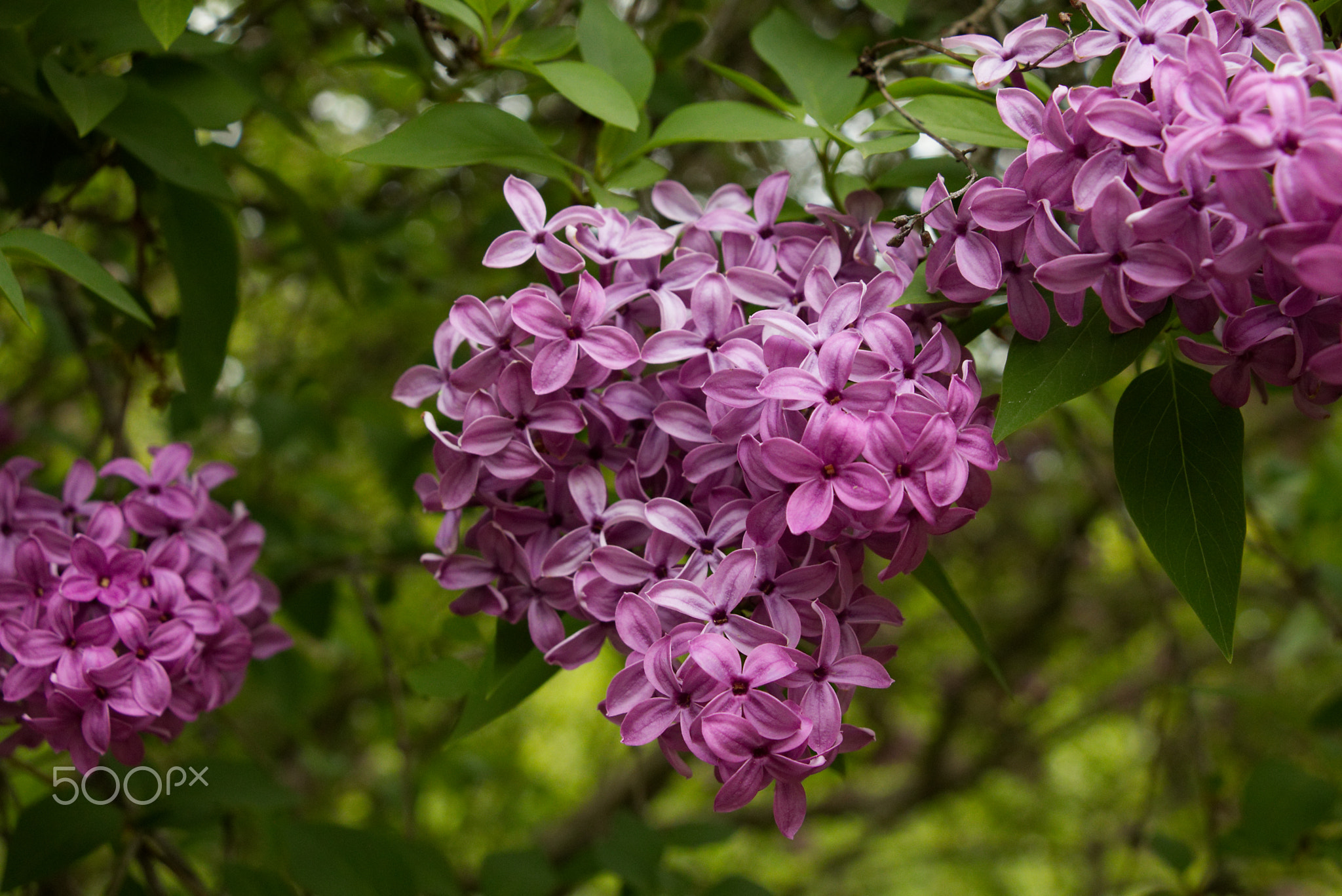 Purple leaves