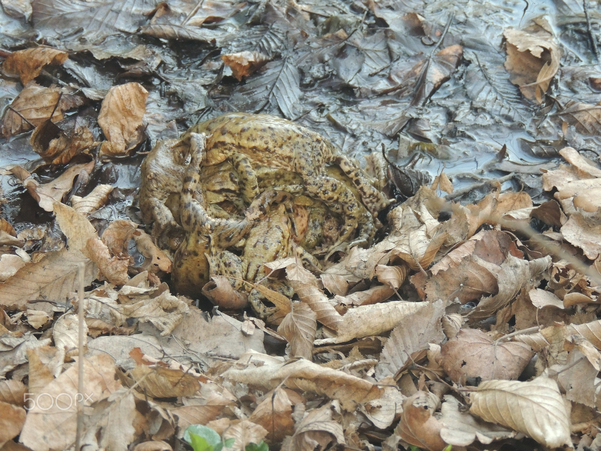European toads make love.