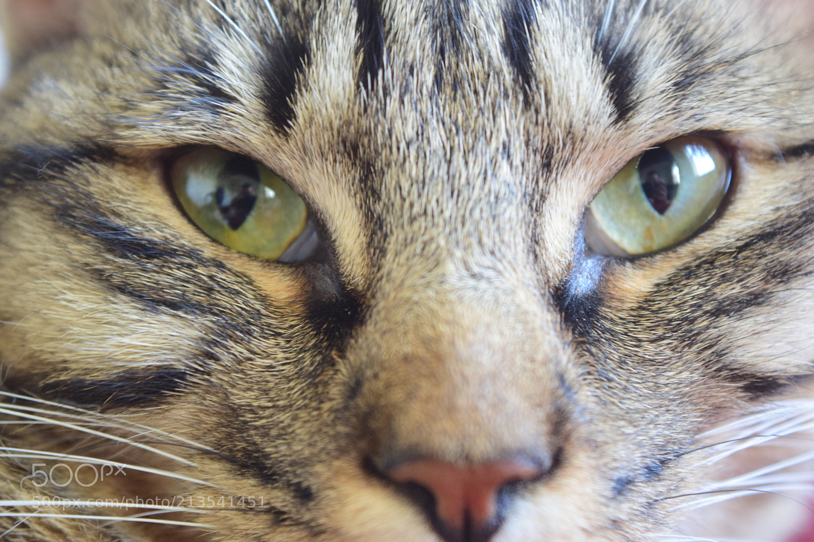 Nikon D3300 sample photo. Cat face photography