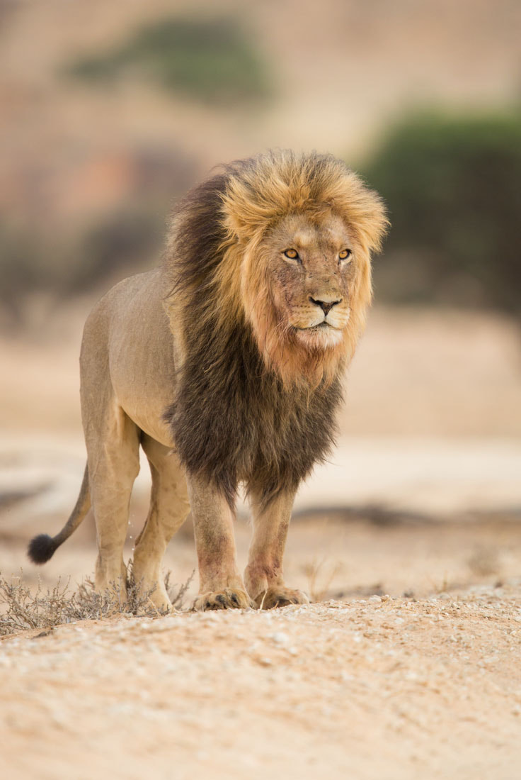 Aslan of Narnia by Marlon du Toit - Photo 21356841 / 500px