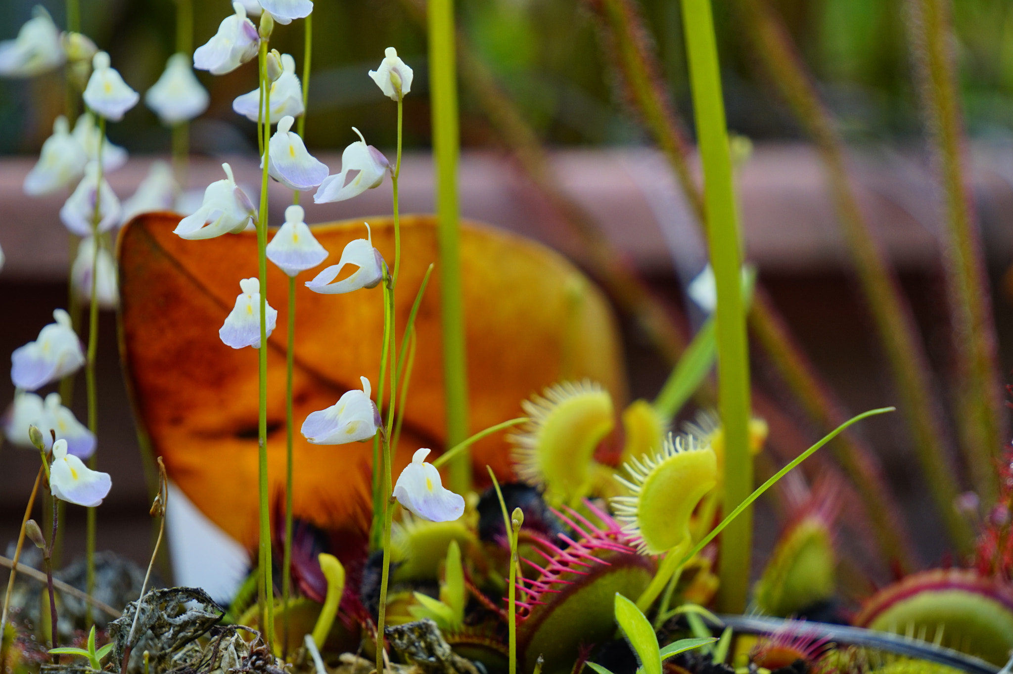 ハエトリソウ。