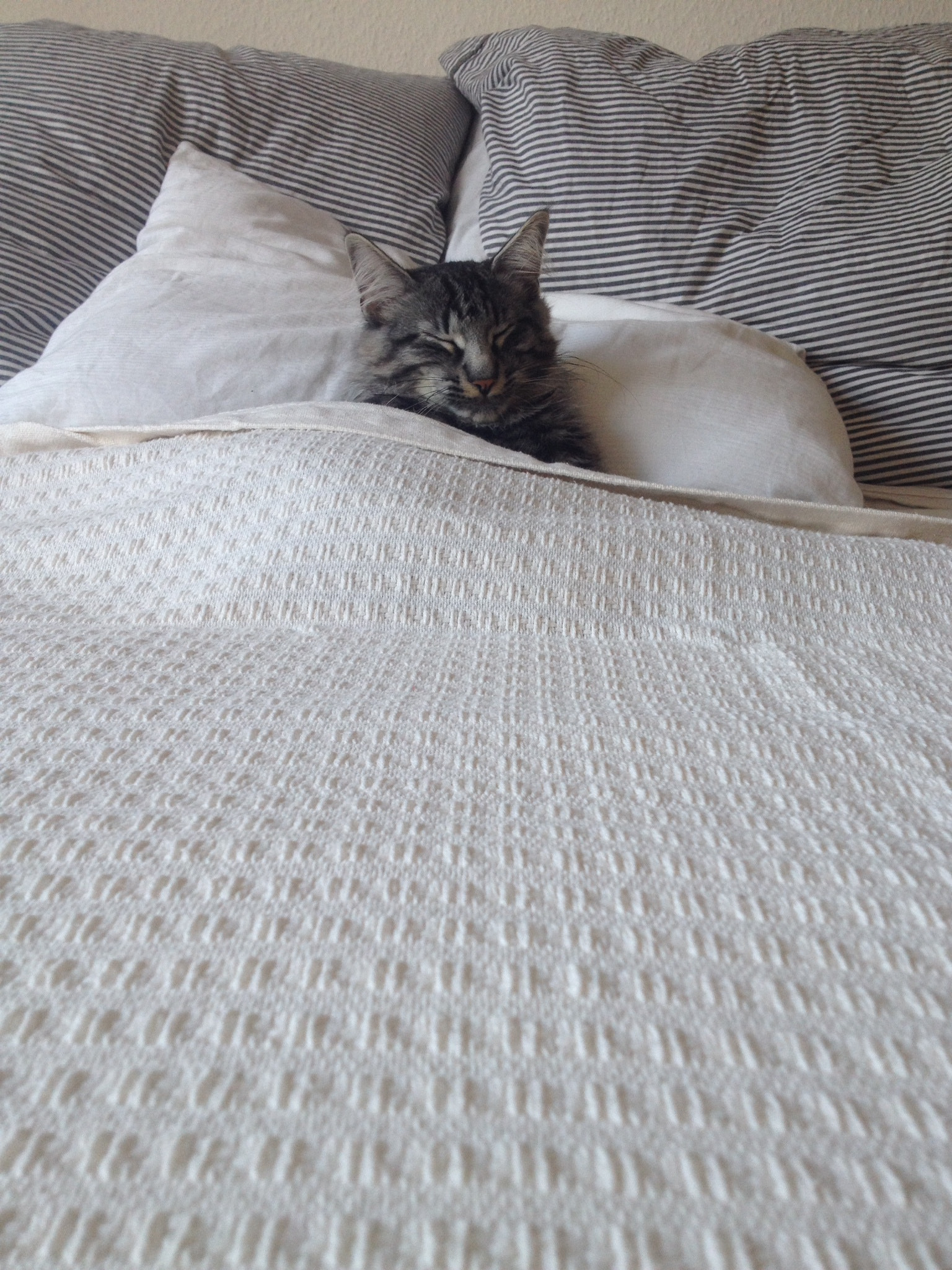 v2?sig=c4d0413d2a7c8343f04bc4118a89657bc32ce319ce1127979ff4925b537e85a0