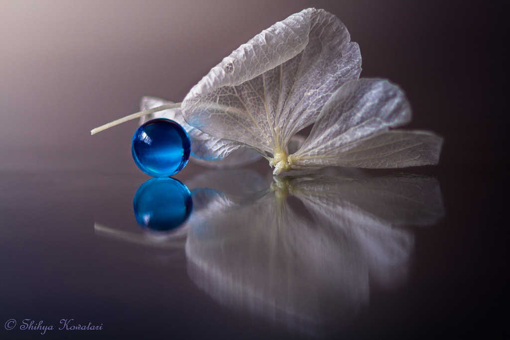Small Collections by Shihya Kowatari on 500px.com