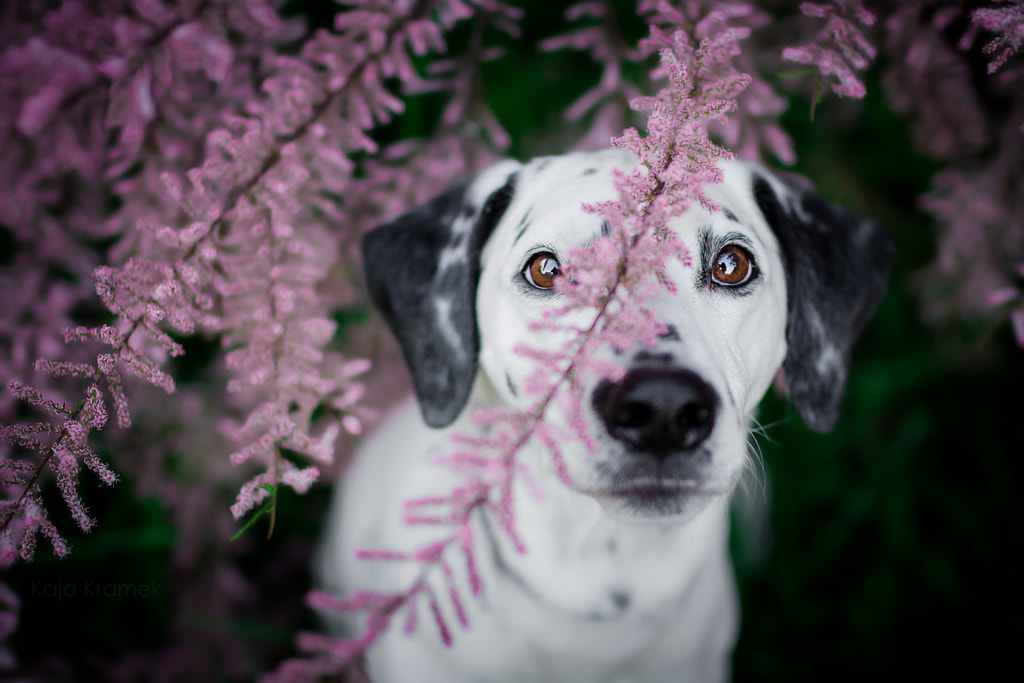 In Your Eyes by Kaja Kramek on 500px.com