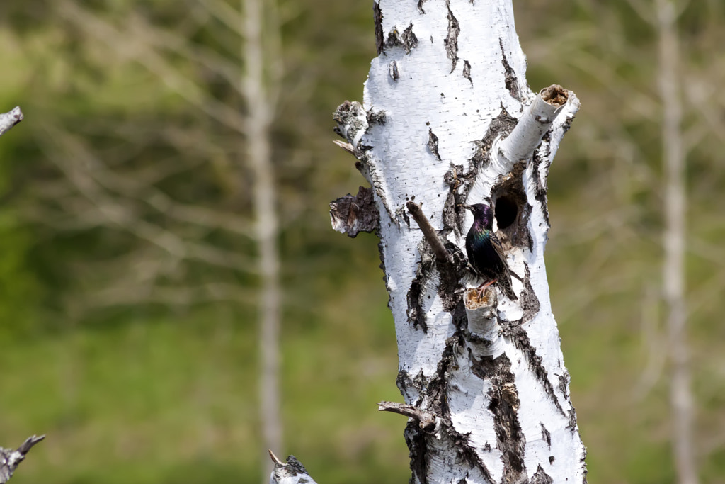 Starling from birch hollow - 1st shot by Nick Patrin on 500px.com