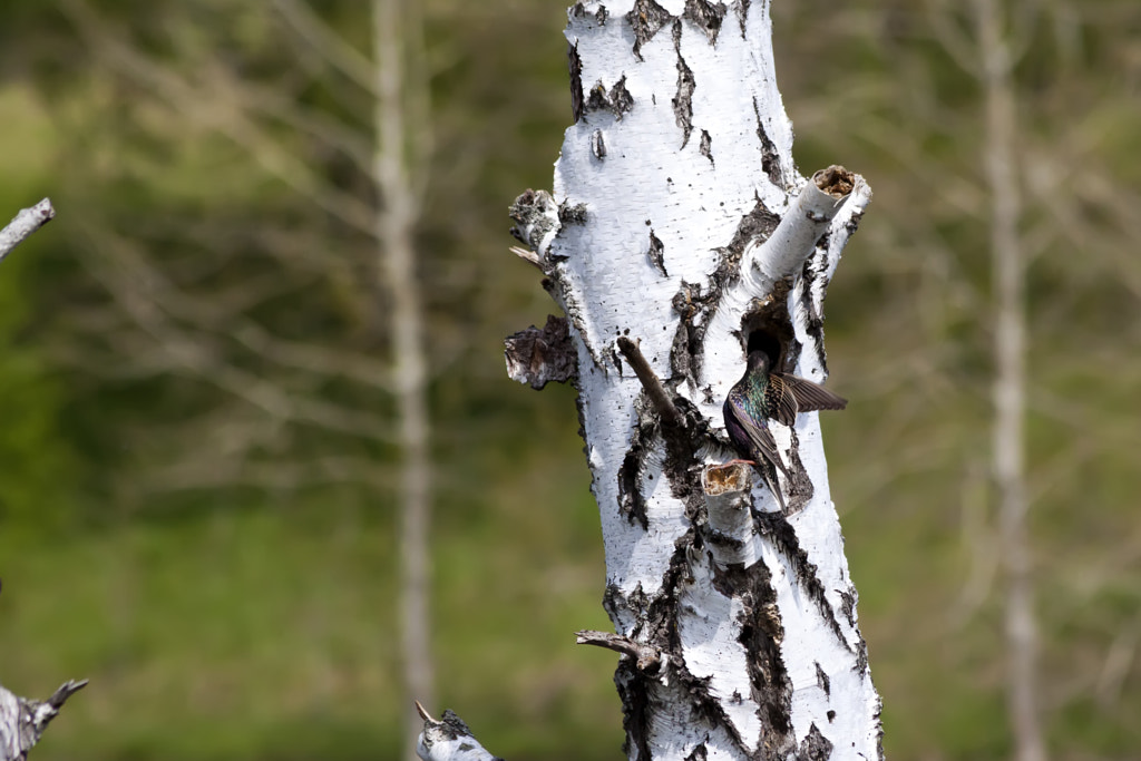 Starling from birch hollow - 2nd shot by Nick Patrin on 500px.com