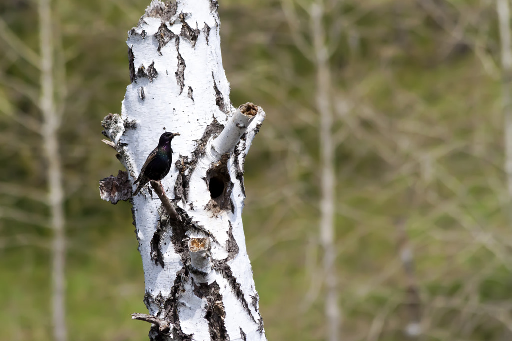 Starling from birch hollow - 3rd shot by Nick Patrin on 500px.com