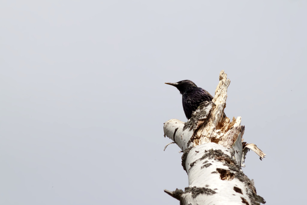 Starling from birch - 1st shot by Nick Patrin on 500px.com