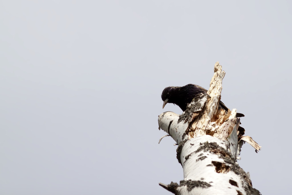 Starling from birch - 2nd shot by Nick Patrin on 500px.com