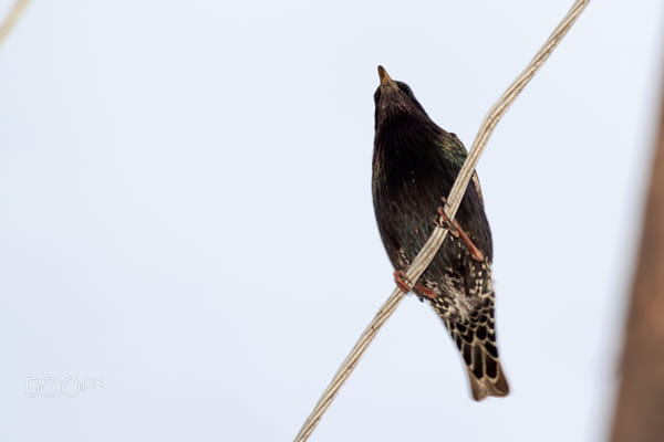A Starling on the wires - 1st Shot by Nick Patrin on 500px.com