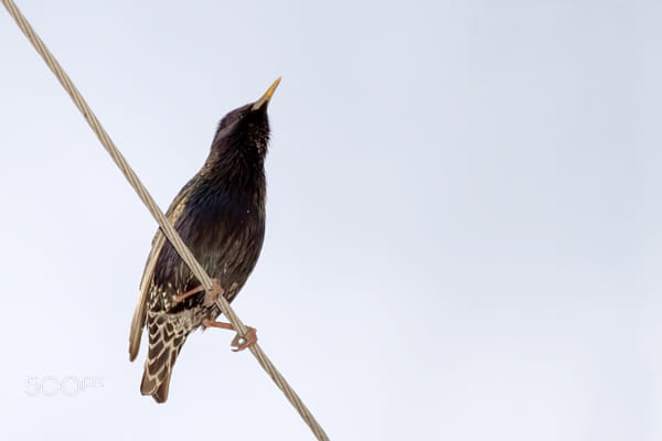 A Starling on the wires - 2nd Shot by Nick Patrin on 500px.com