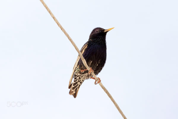 A Starling on the wires - 3rd Shot by Nick Patrin on 500px.com