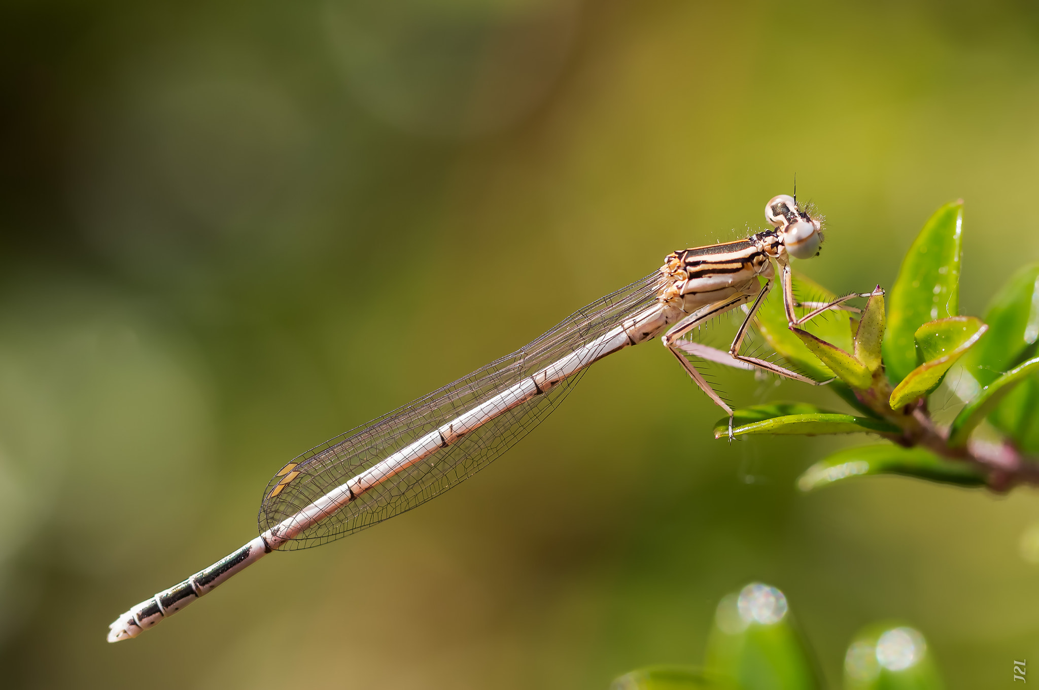 Demoiselle - Damselfly