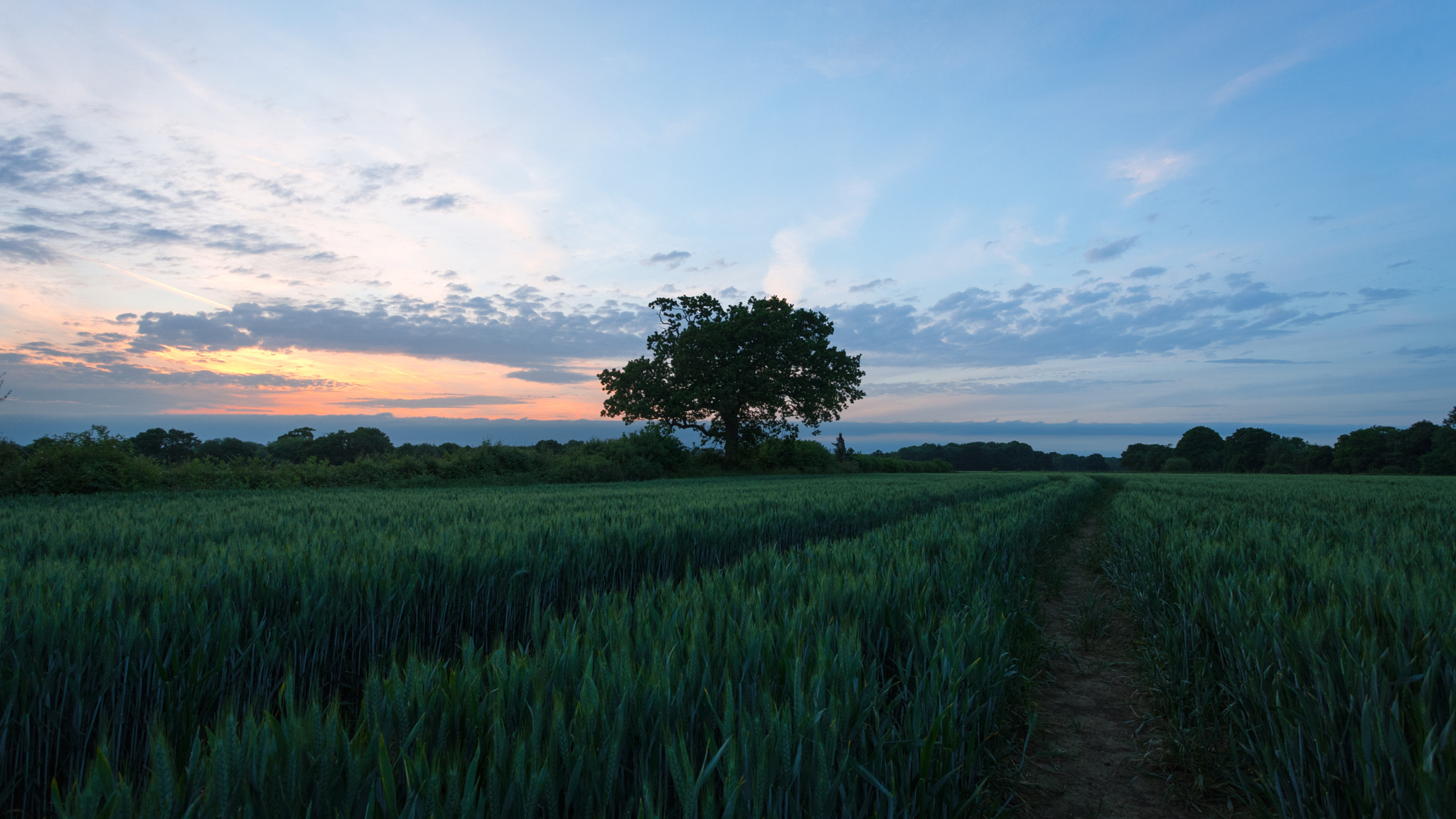 Wheat Tree Again