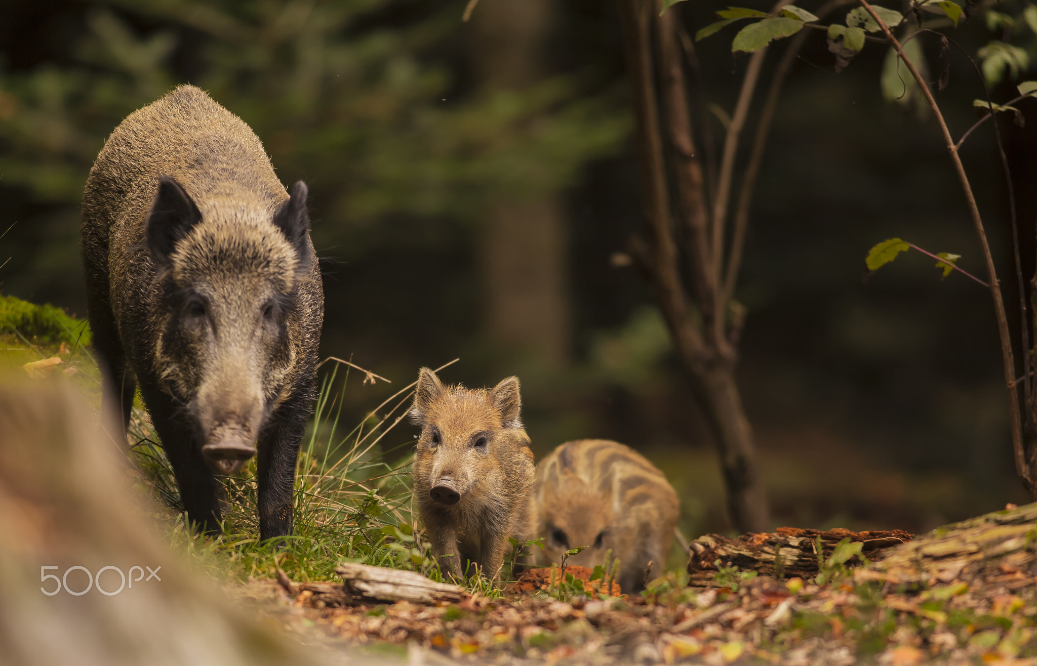 Cute swine sus scrofa family on the trip in dark forest. Group of Wild boar, mother care about...