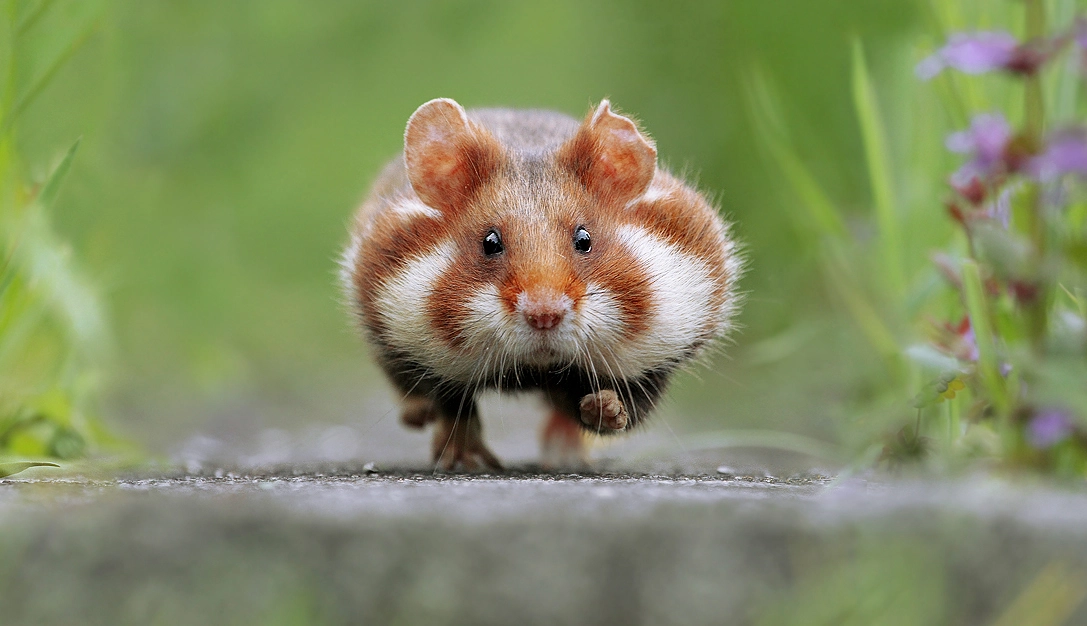 Hamster in a Hurry