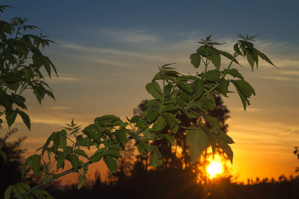 maple branch at sunset by Nick Patrin on 500px.com