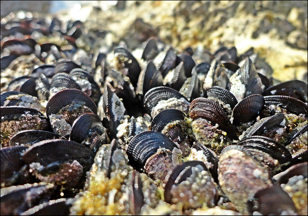 Coquille de mer de Onder SAHAN sur 500px.com