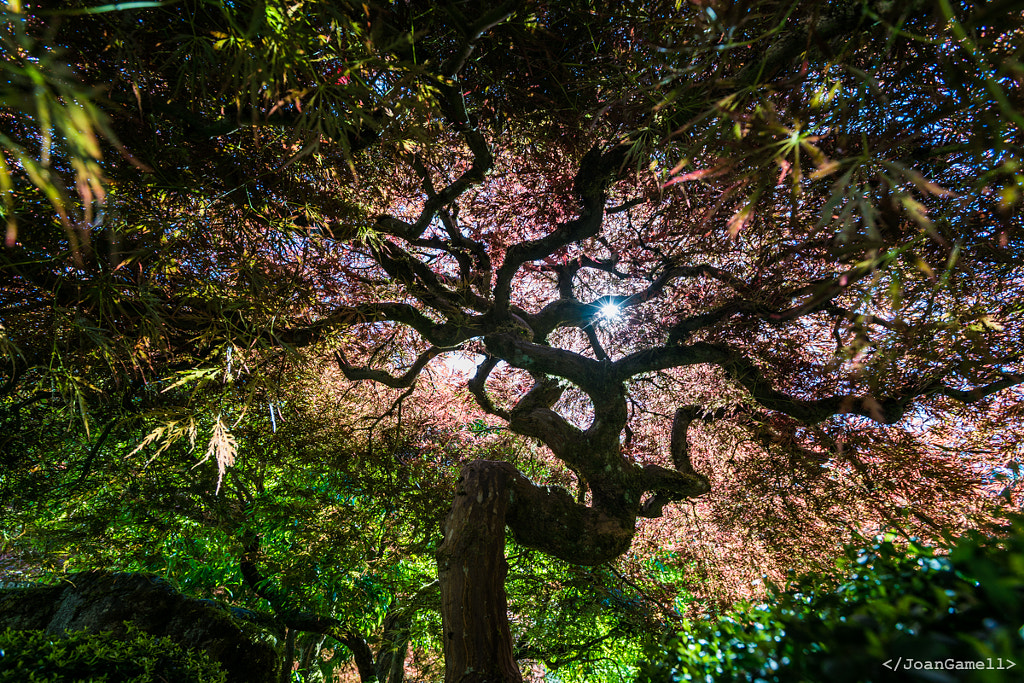 Inside the Maple Tree