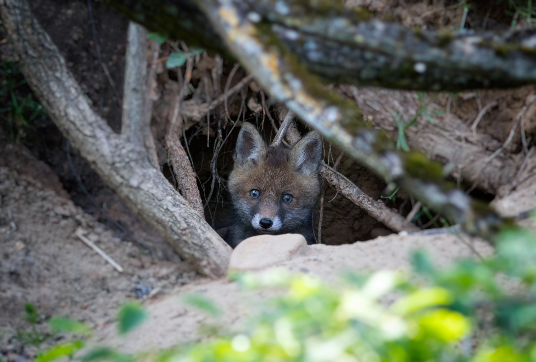 Kleiner Rotfuchs