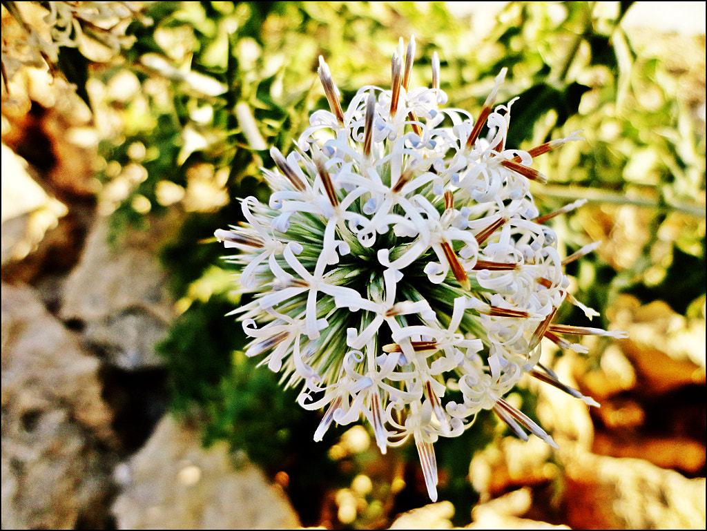 Echinops spiky ball de Onder SAHAN sur 500px.com
