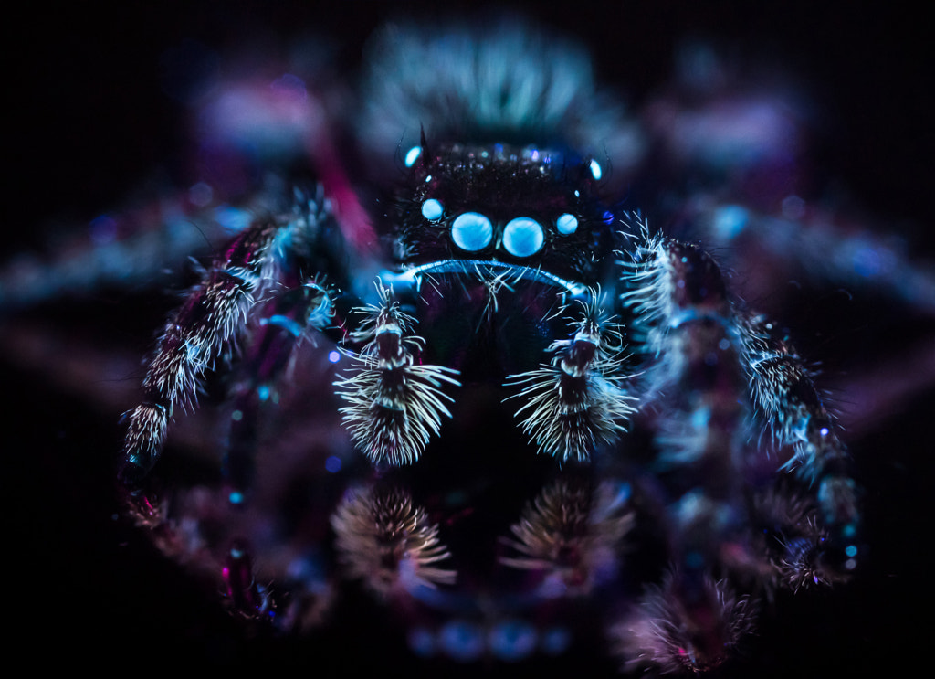 Arachnophobia by Don Komarechka on 500px.com