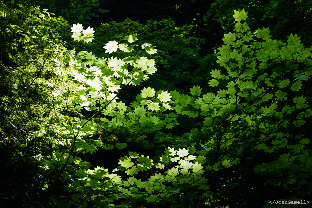 Canopy