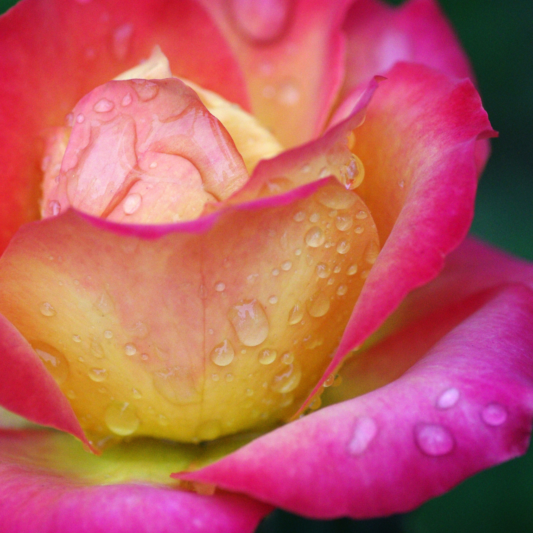 Rose \