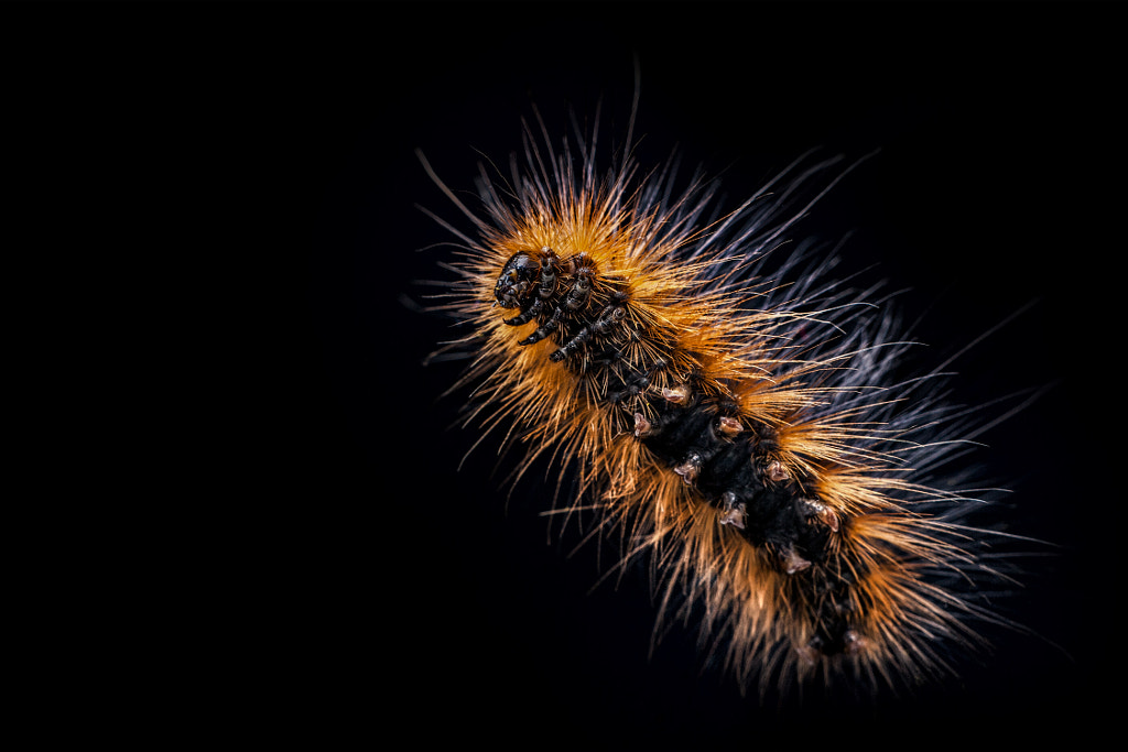 Caterpillar from down under by Artur Borzęcki on 500px.com
