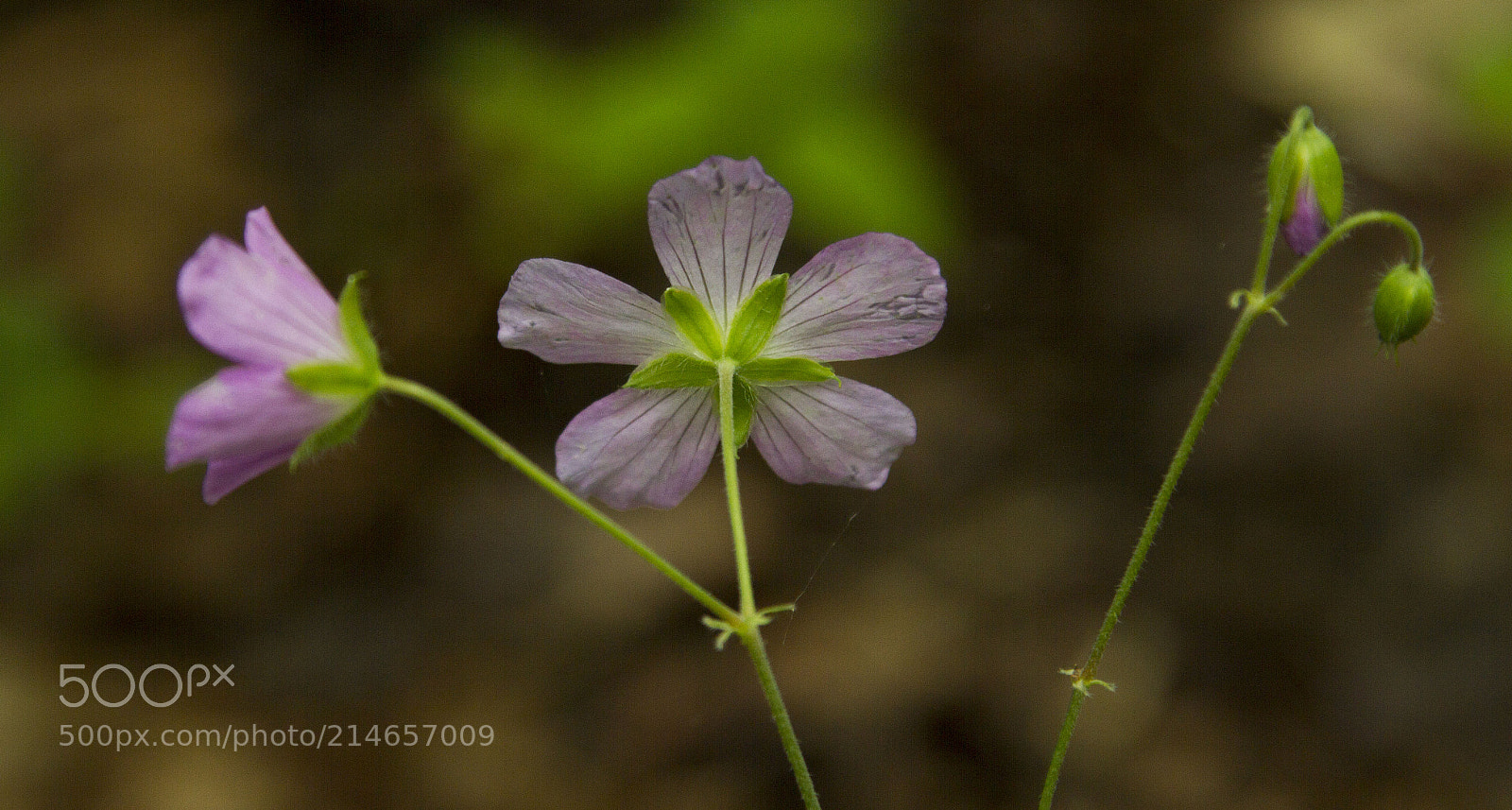 Canon EOS 7D sample photo. Untitled photography
