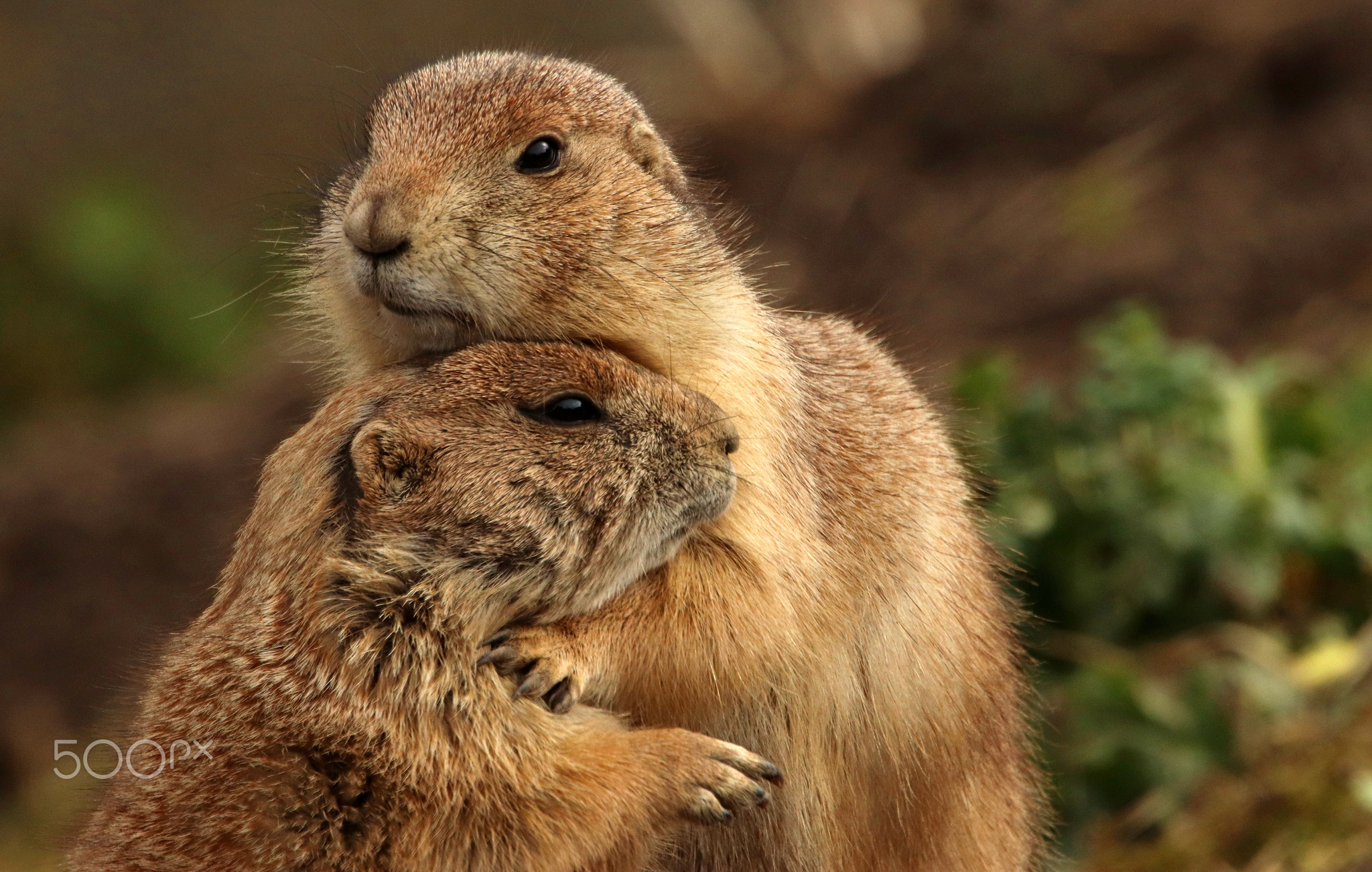 Starzino Casino: strategisch spelen voor Nederlandse spelers