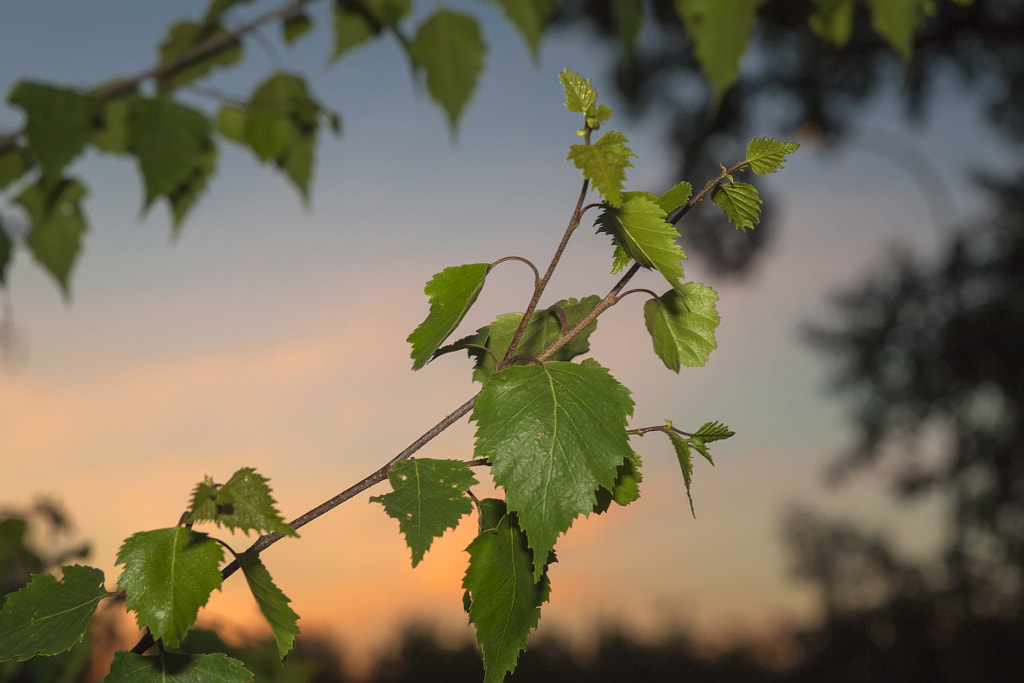 birch branch at sunset by Nick Patrin on 500px.com