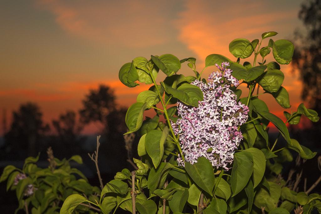 blooming lilacs at sunset by Nick Patrin on 500px.com