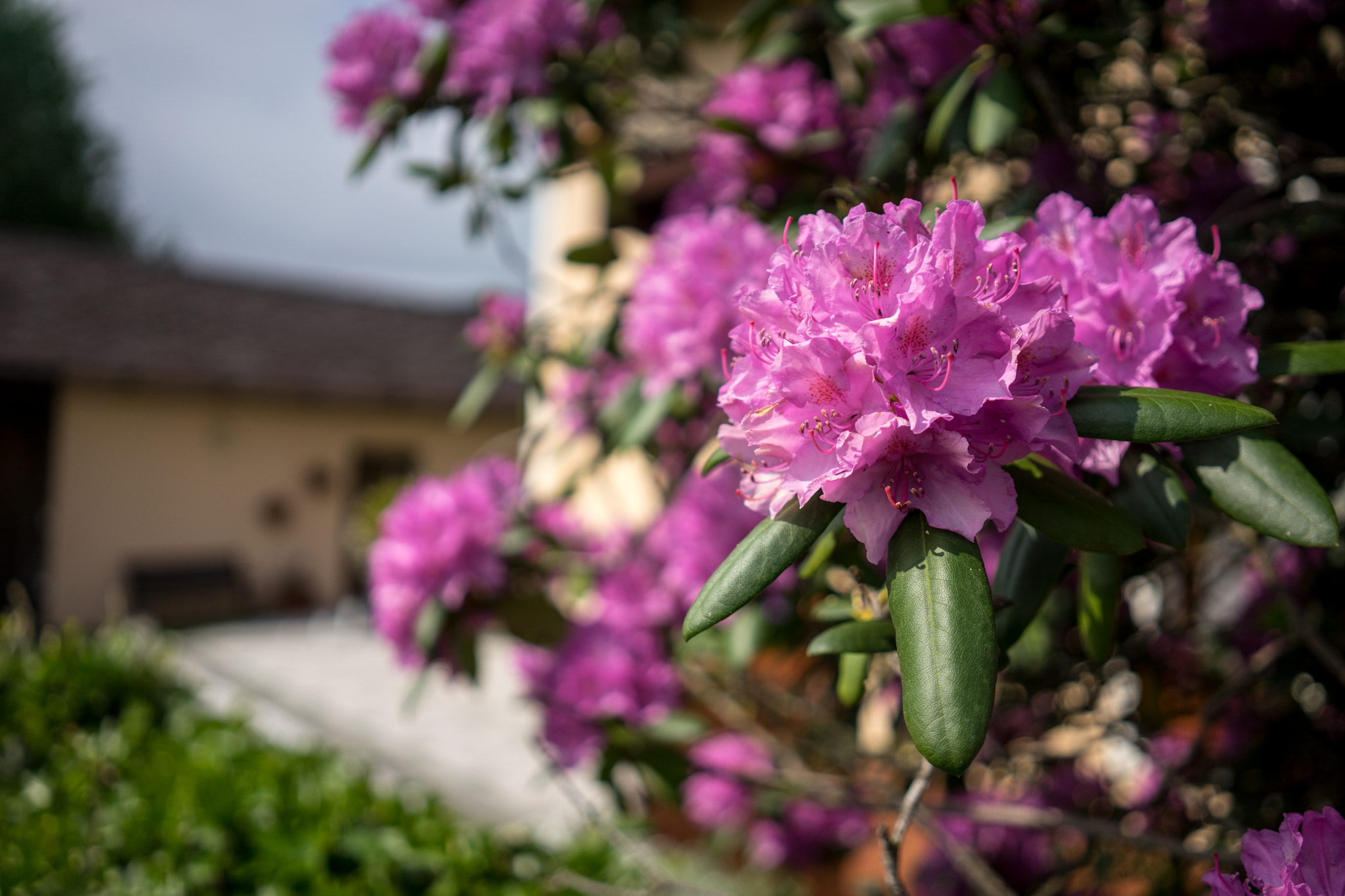 Rhododendron