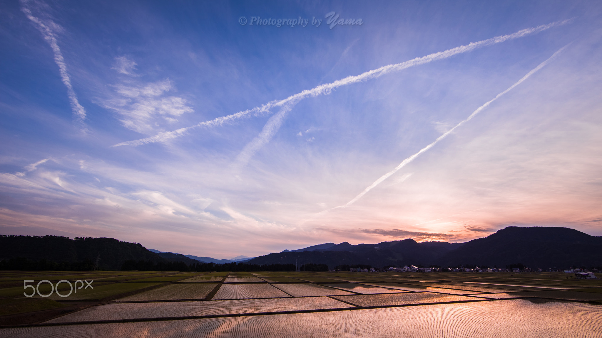 Rice field Sunset