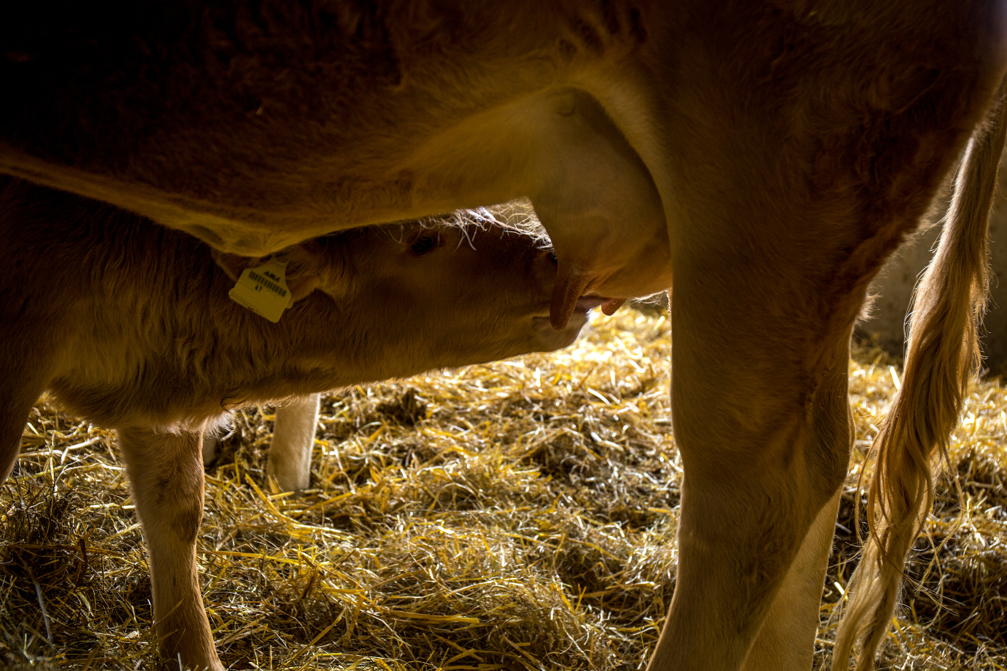 v2?sig=be1ec8ece3f96072a0ca3475f6250f7c018cc8a418f227028d140ec8fcec9790