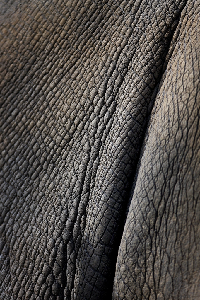 Rhino by Jeroen Putmans on 500px.com