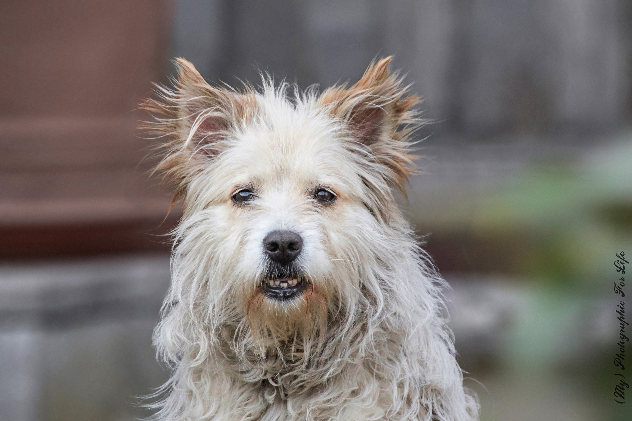 Regard de Chien