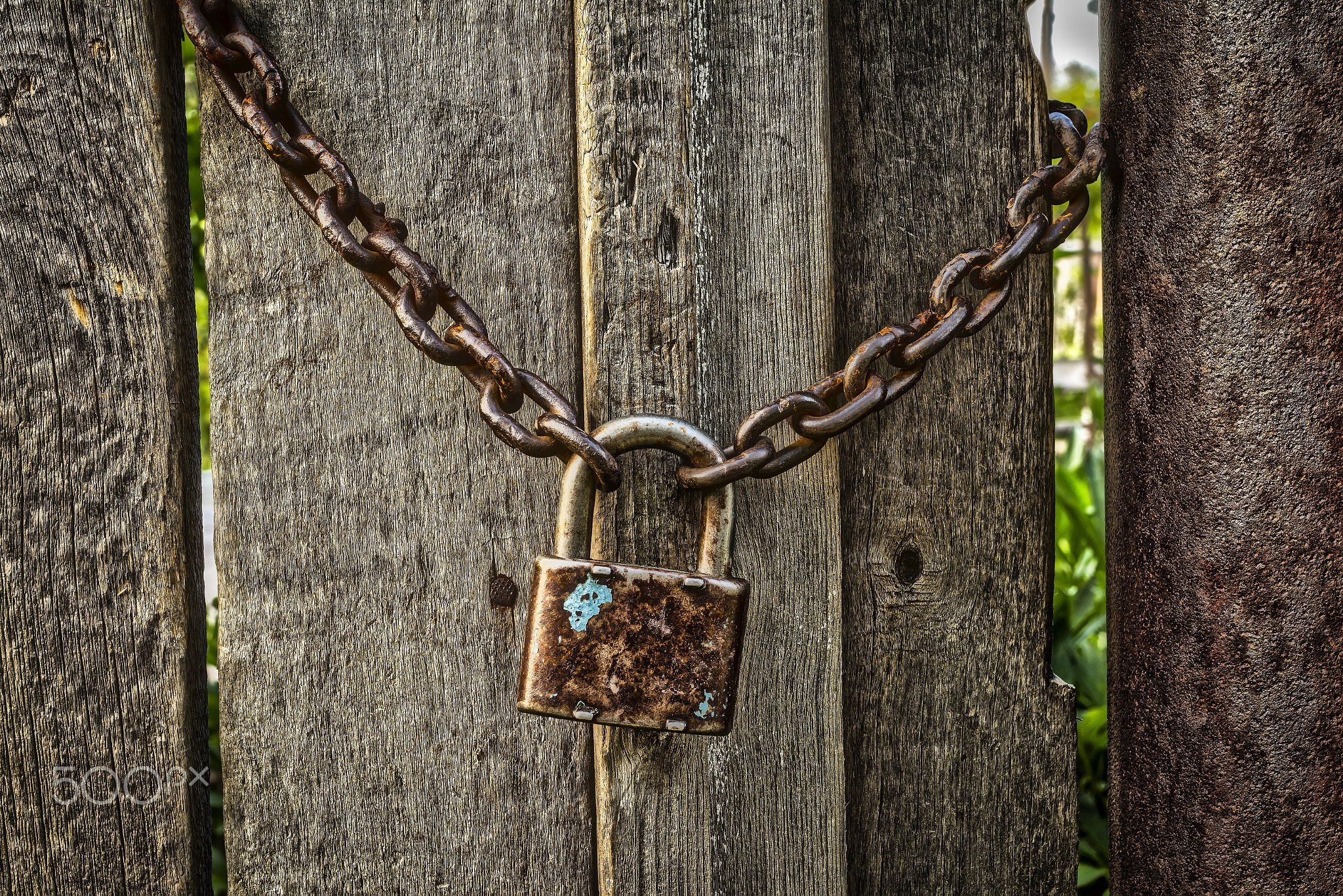 Chicken wire fence gate is locked with a chain and a lock. Toned image.