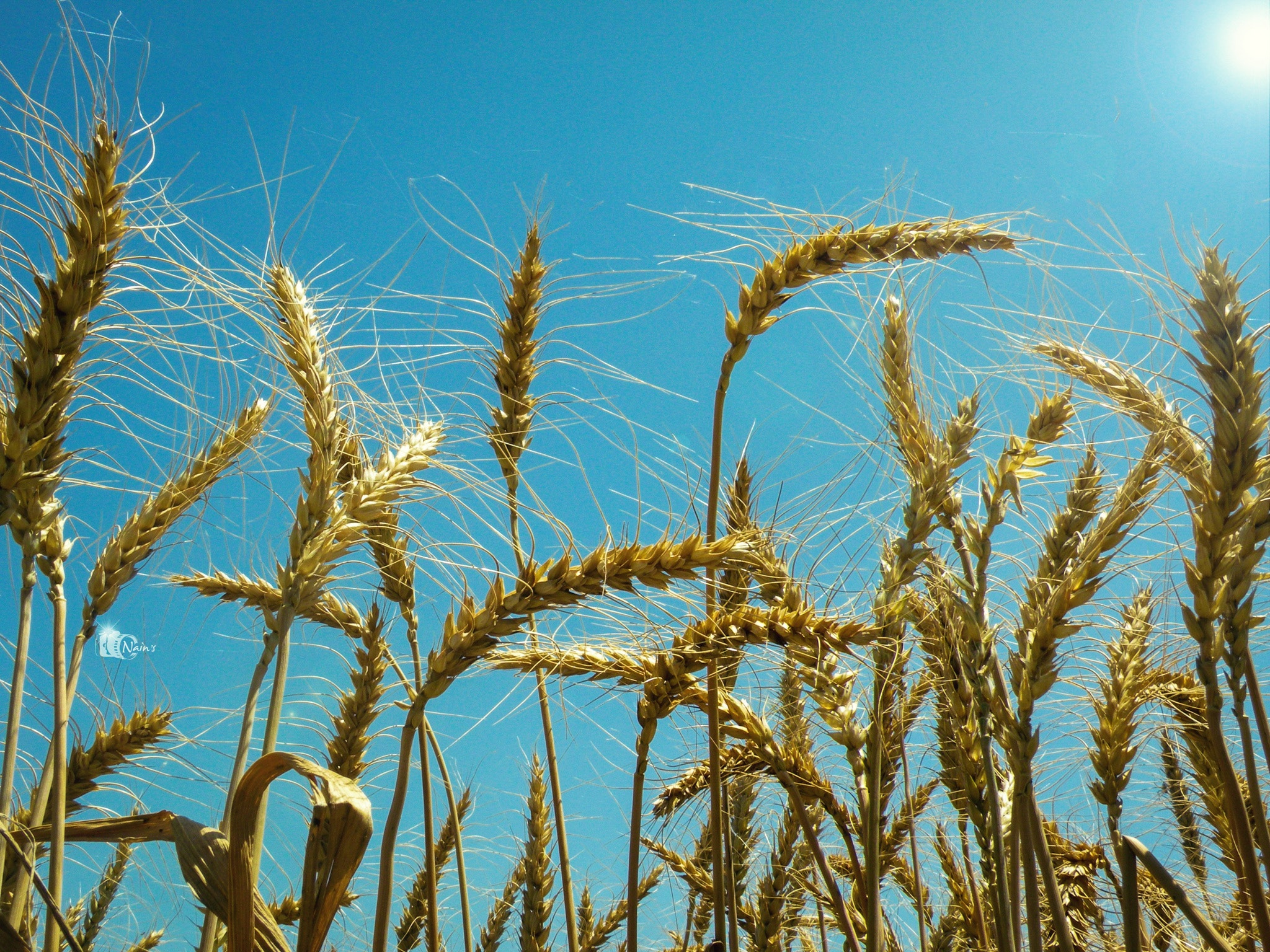 Wheat Rises...