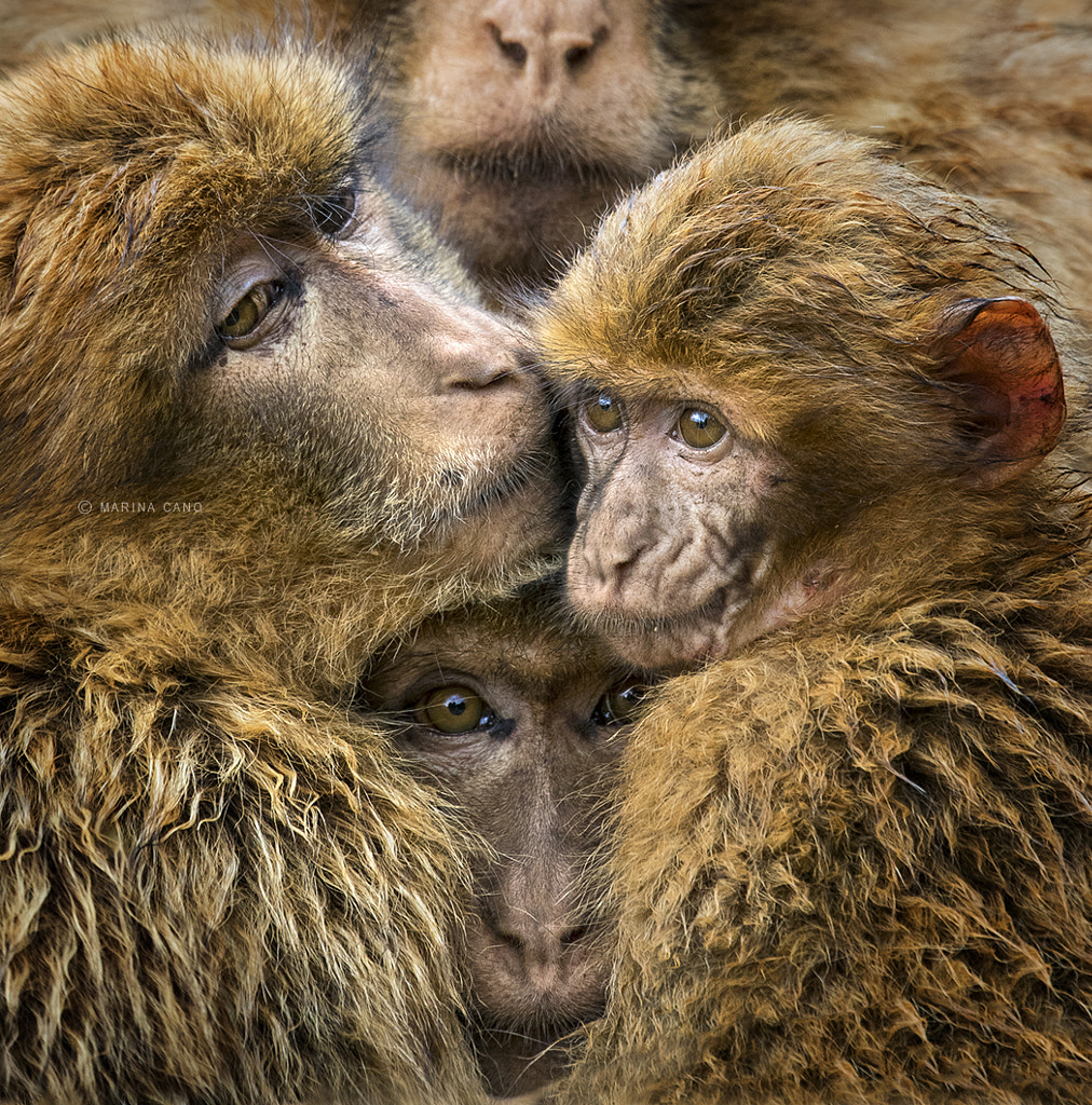 The Look by Marina Cano on 500px.com